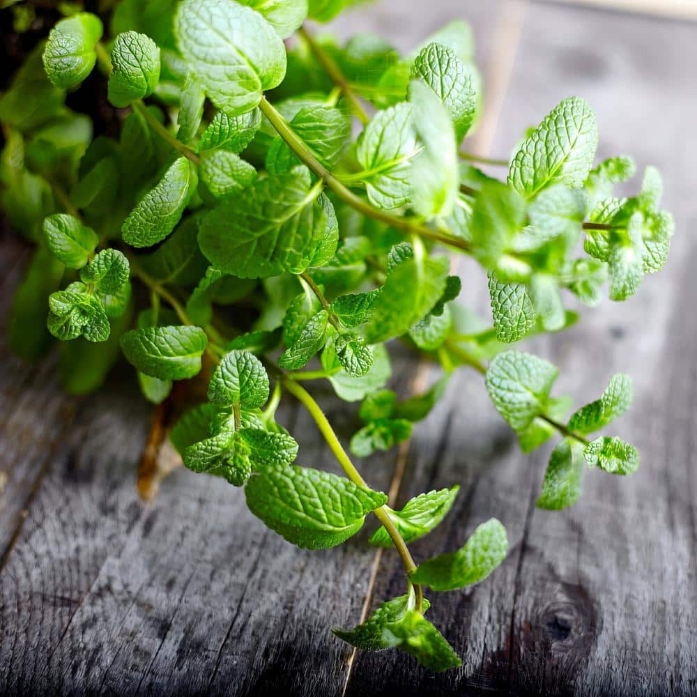 4 in. Peppermint Herb Plant (3-Piece) - Hercitys