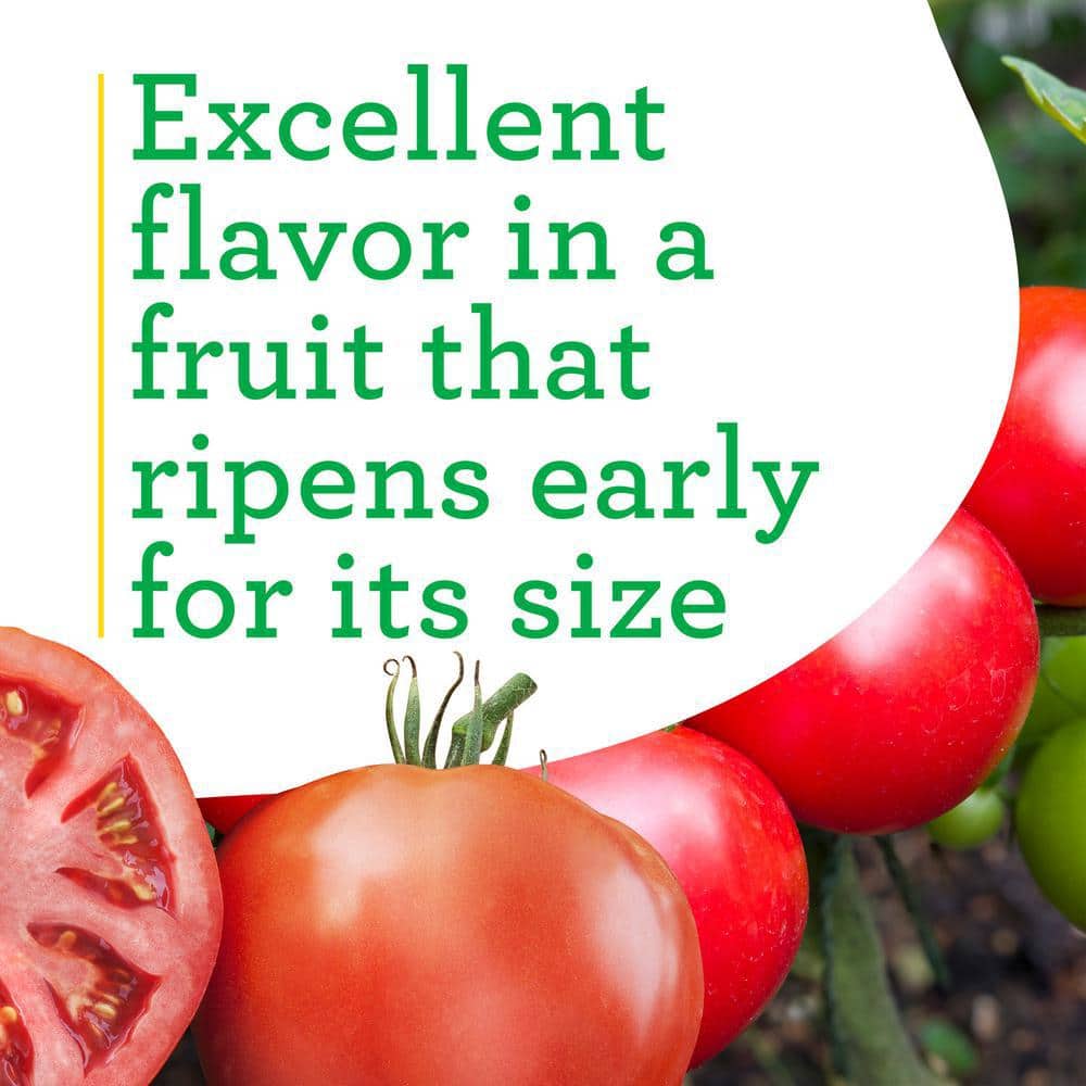 19 oz. Big Beef Tomato Plant (2-Pack) - Hercitys