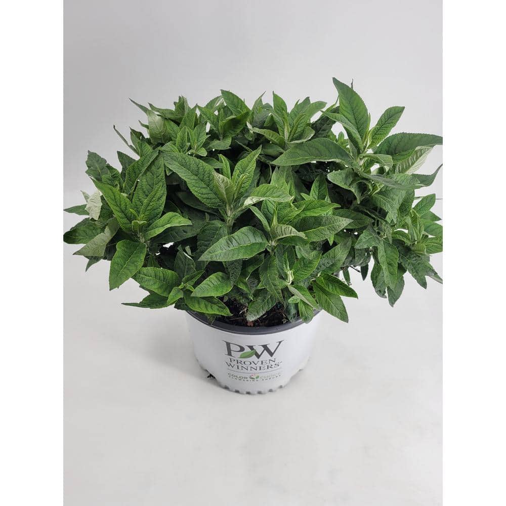 3 Gal. Pugster Blue Butterfly Bush (Buddleia) Live Flowering Shrub with True-Blue Flowers - Hercitys