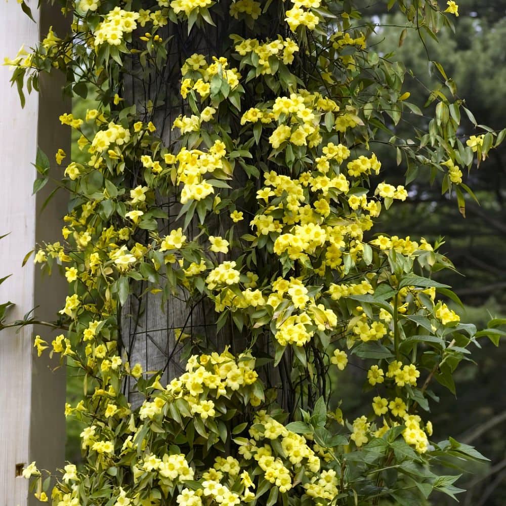 1 gal. Carolina Jessamine Plant with Yellow Flowers - Hercitys