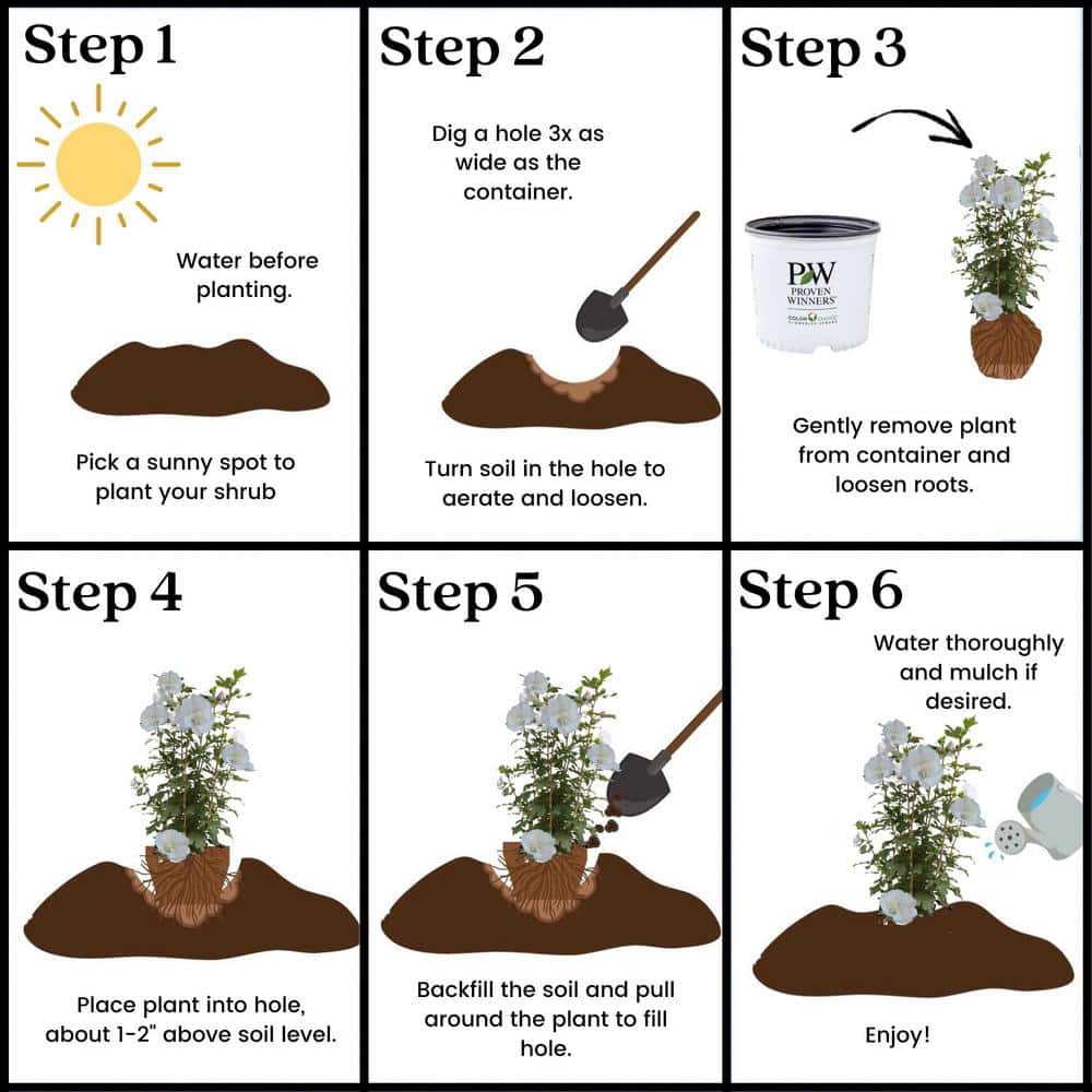 2 Gal. White Pillar Rose of Sharon (Hibiscus) Plant with White Flowers - Hercitys