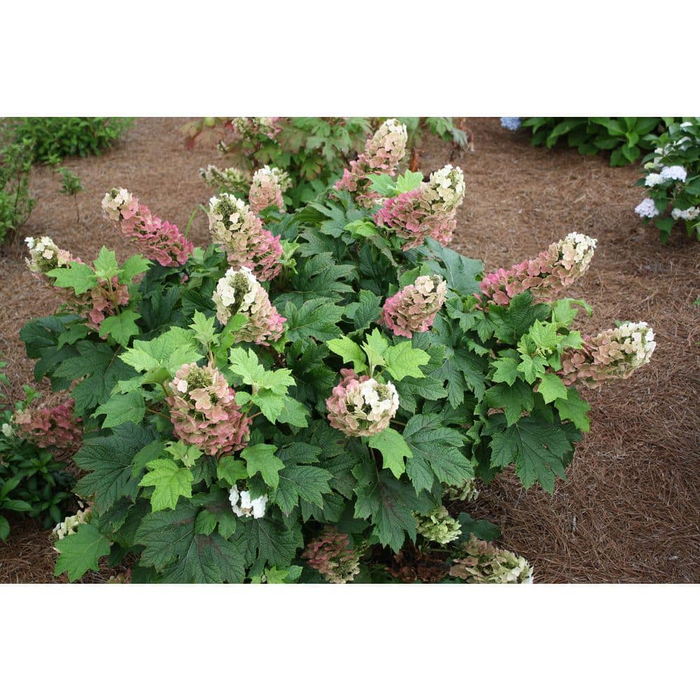2 Gal. Jetstream Oakleaf Hydrangea Flowering Shrub with Beautiful White Aging to Pink Flowers - Hercitys