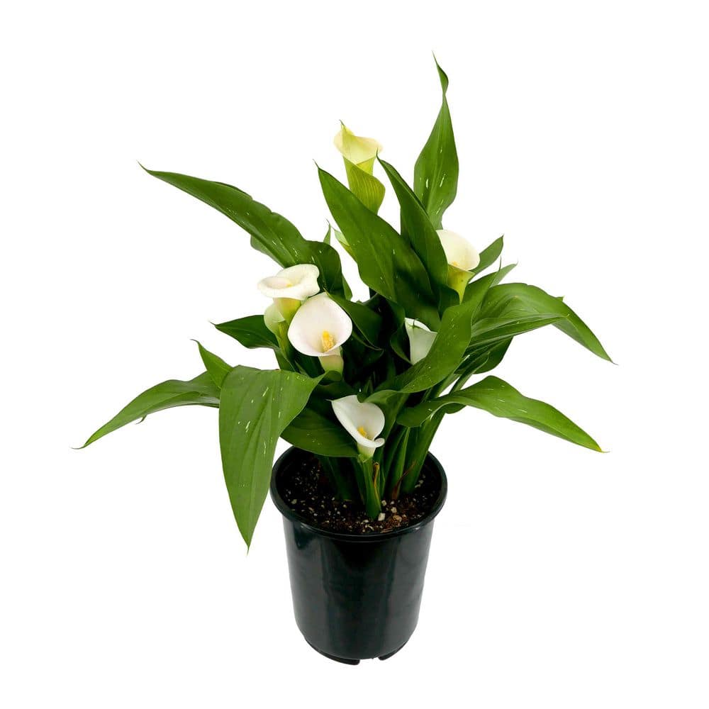 2.5 Qt. Perennial Calla Lily White (1-Pack) - Hercitys