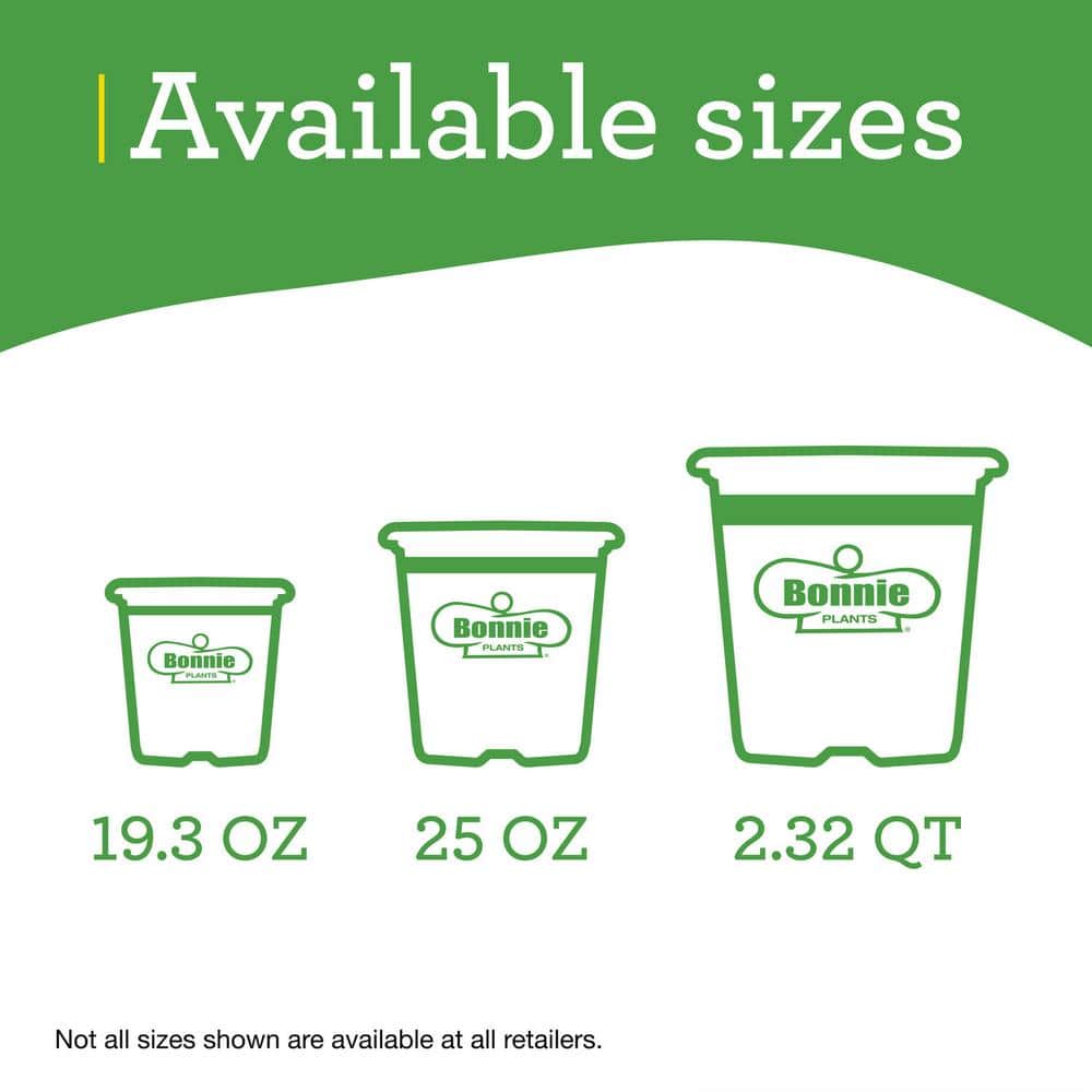 19 oz. Better Boy Tomato Plant (2-Pack) - Hercitys