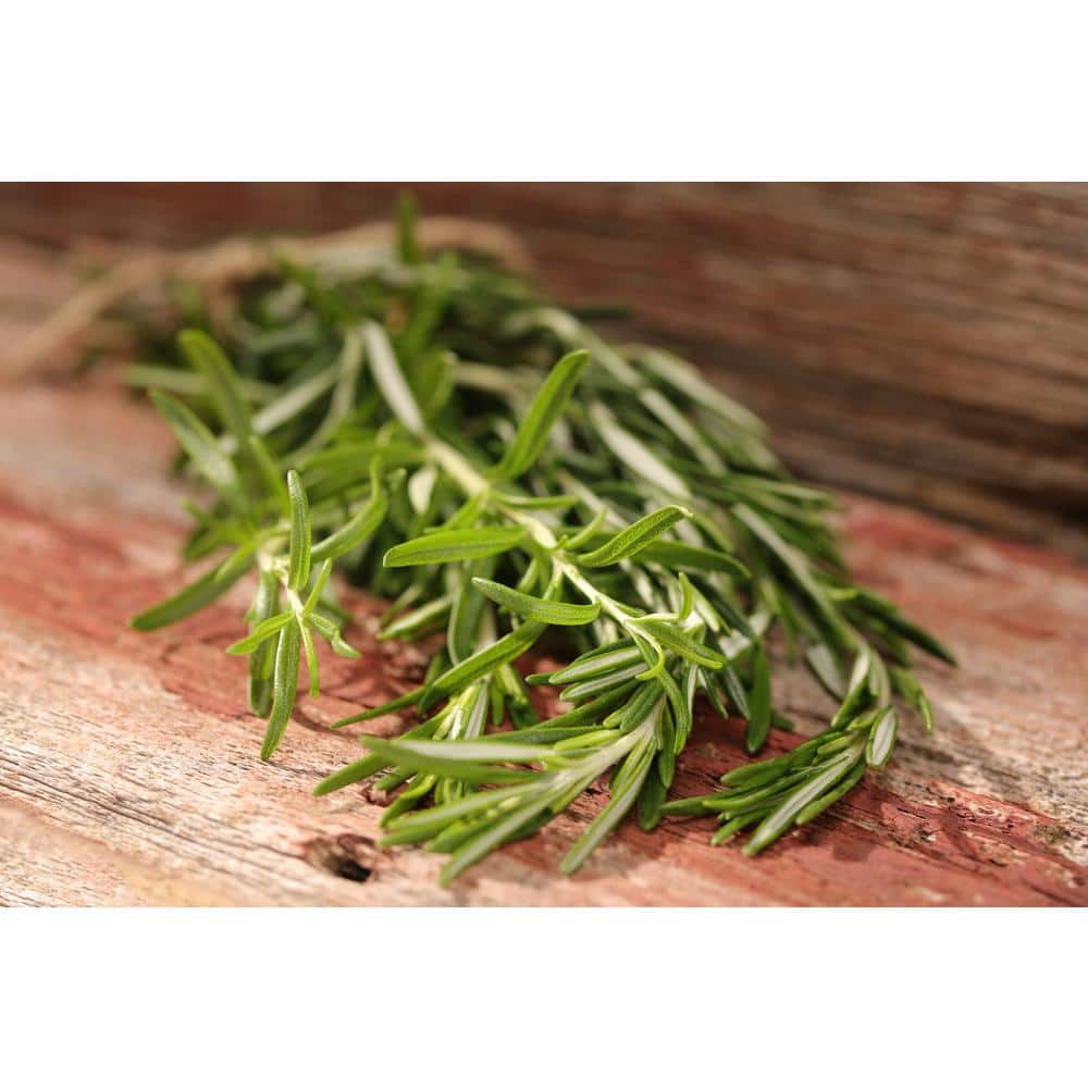 Shop By Department/Lawn & Garden/Plants & Garden Flowers/Edible Garden - Hercitys