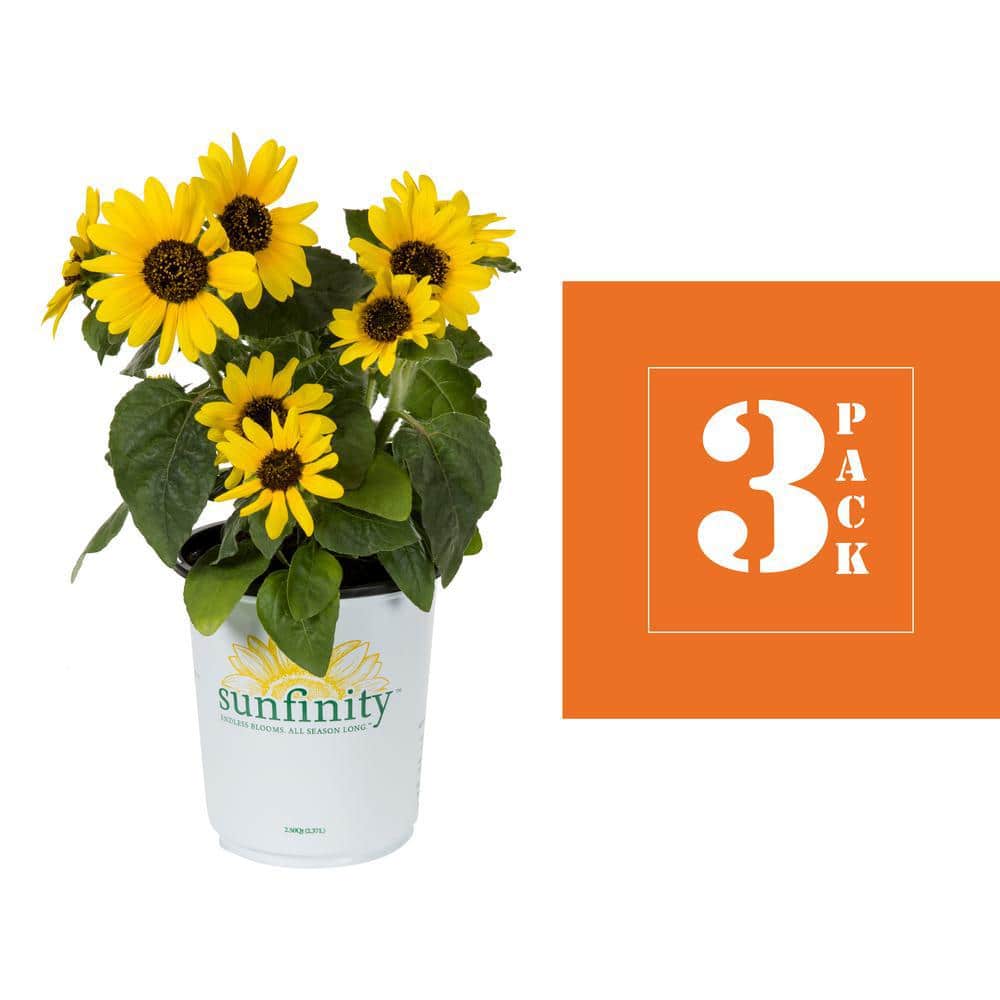 2 Qt. Sunfinity Yellow Sunflower Annual Plant (3-Pack) - Hercitys