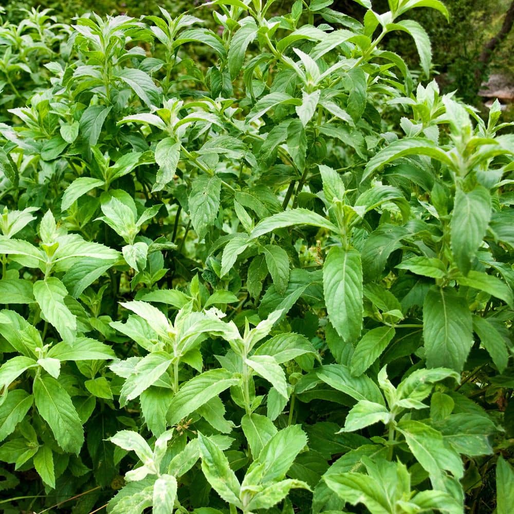 2.5 in. Spearmint Mint Plant (3-Pack) - Hercitys