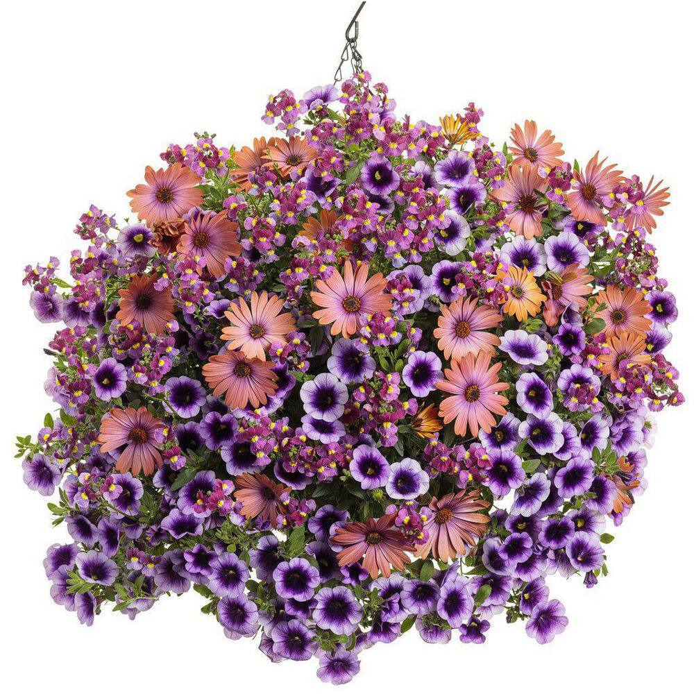 4.25 in. Eco+Grande Aromance Mulberry (Nemesia) Live Plant, Purple Flowers (4-Pack) - Hercitys