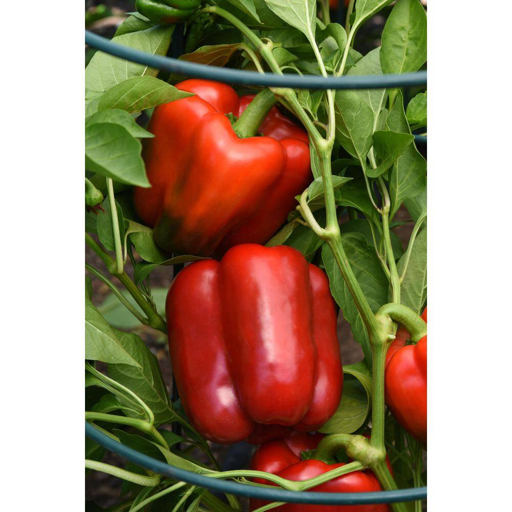 2 qt. Pepper Red Standard Green Edible Plant (3-Pack) - Hercitys
