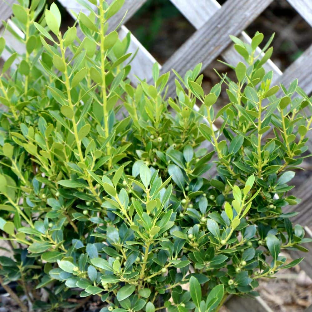 3 gal. Ilex Glabra Densa Shrub with White Flowers - Hercitys