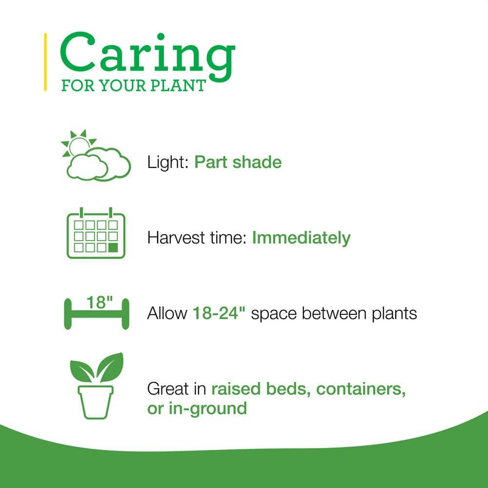 19 oz. Peppermint Herb Plant (2-Pack) - Hercitys