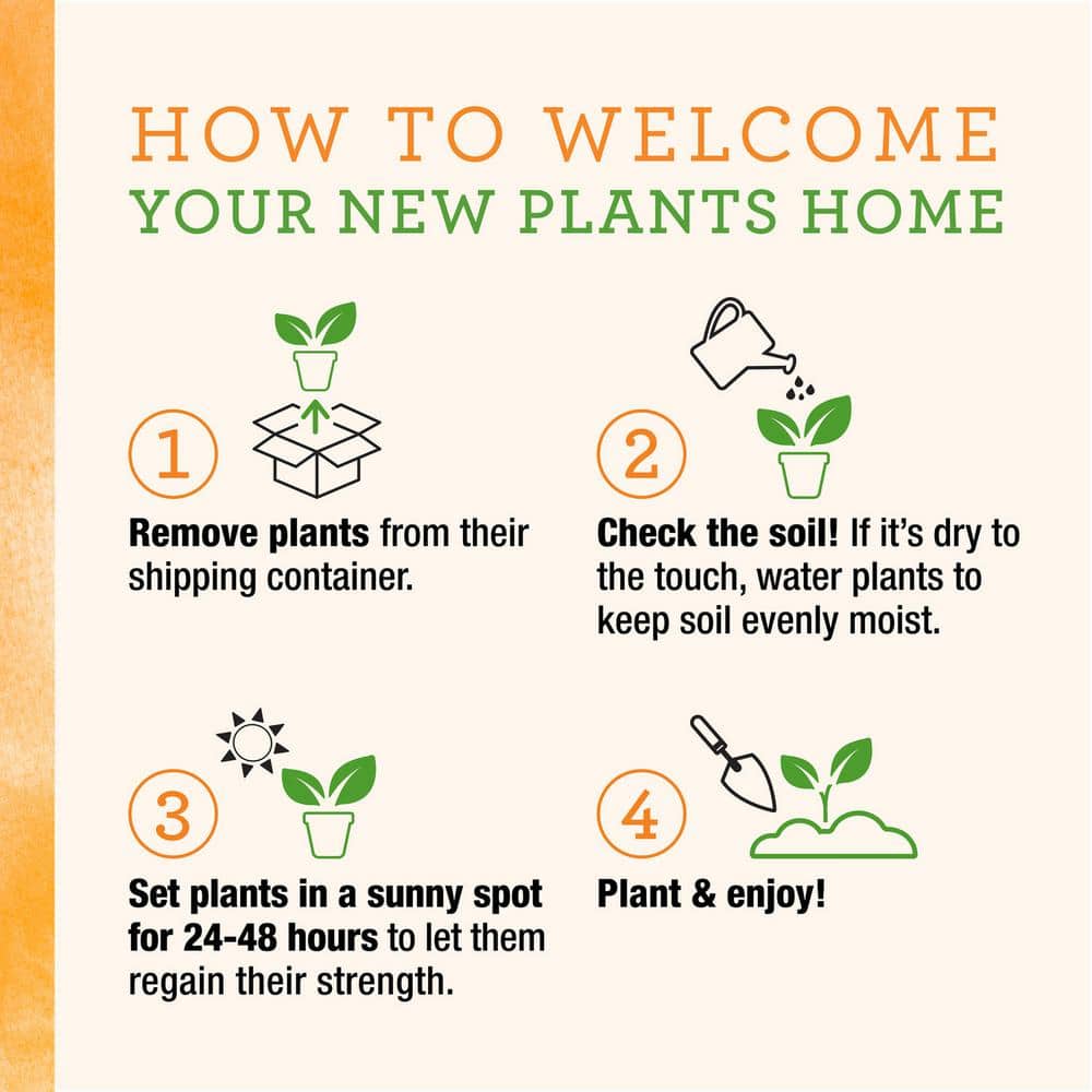 25 oz. Everleaf Emerald Towers Basil Live Plants (2-Pack) - Hercitys