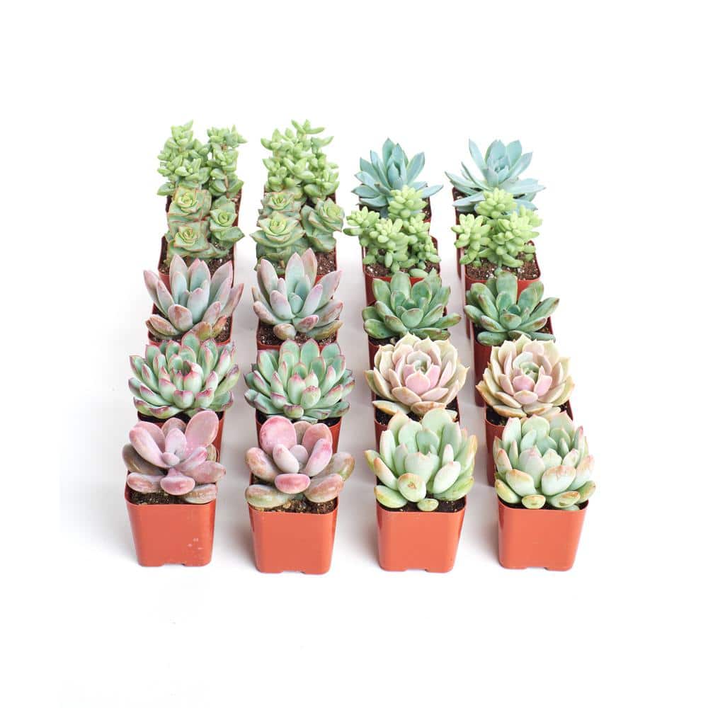 2 in. Premium Pastel Succulent (Collection of 20) - Hercitys