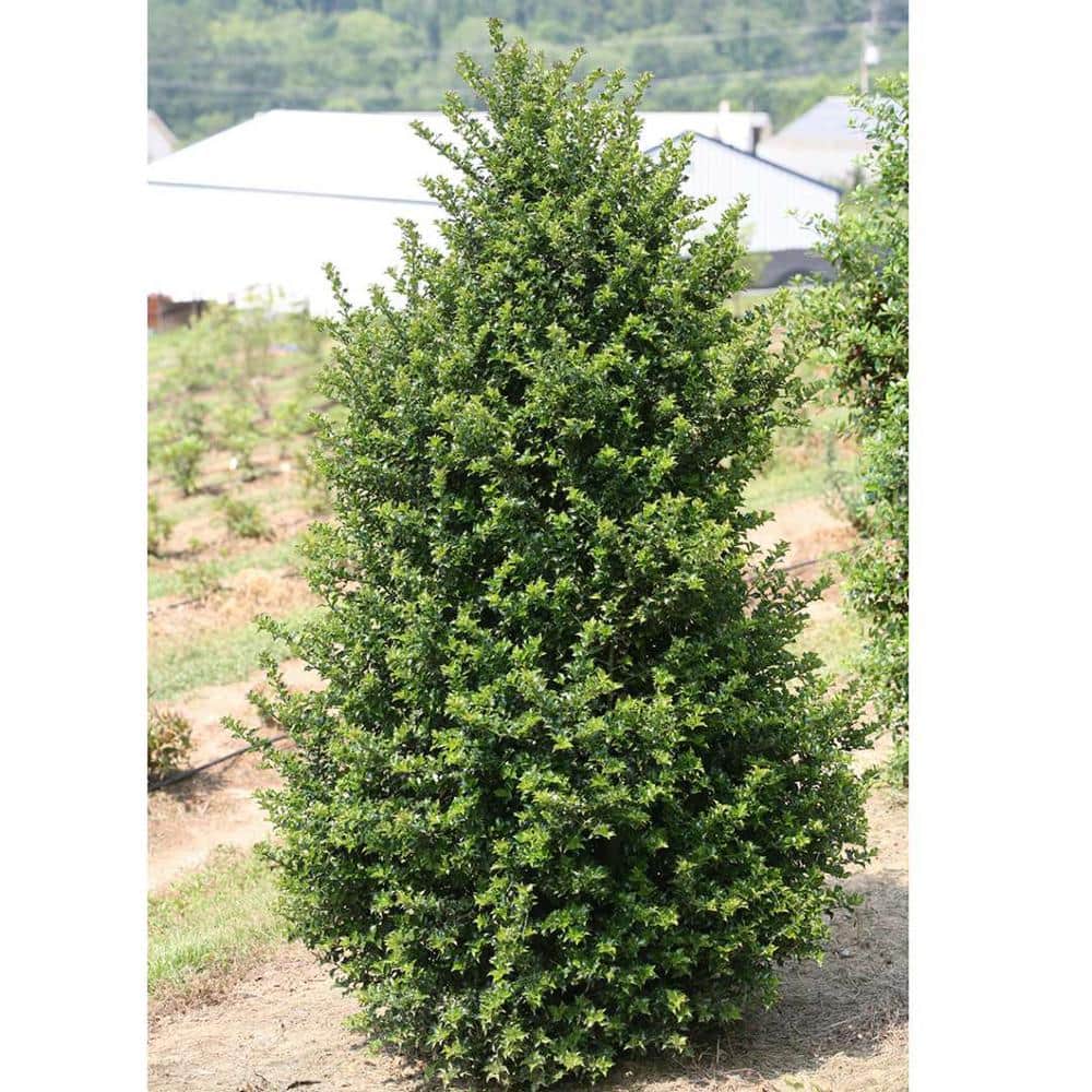 1 Gal. Red Beauty Holly Shrub Symmetrical Grower with Rich Glossy Leaves and Abundant Bright Red Berries - Hercitys
