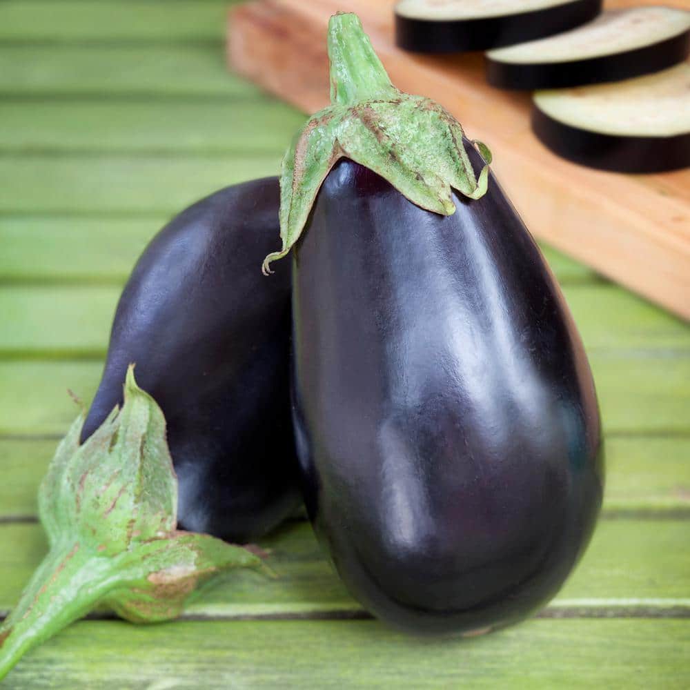 19 oz. Black Beauty Eggplant Plant (2-Pack) - Hercitys