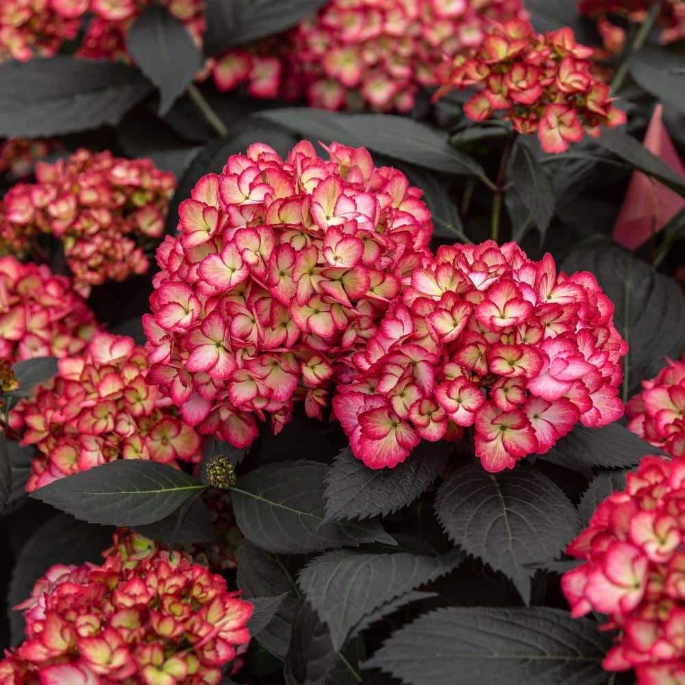 2 Gal. Eclipse Hydrangea Shrub with Cranberry Flowers - Hercitys
