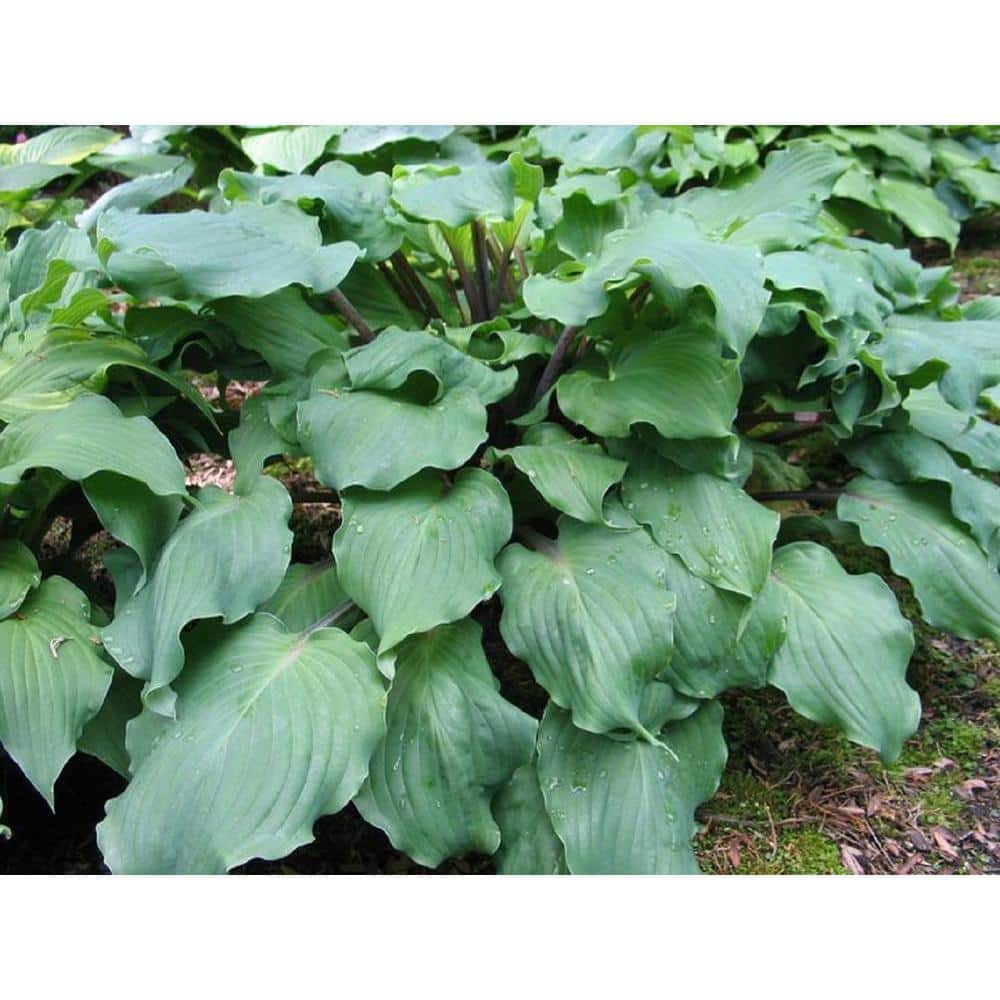 2 Gal. Green Hosta Live Flowering Shade Perennial Plant - Hercitys