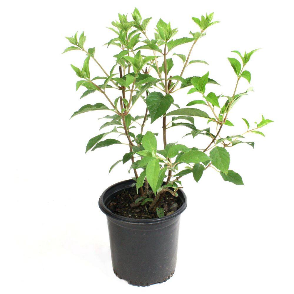 1 gal. Hydrangea Sweet Starlight Shrub with White and Pink Flowers - Hercitys