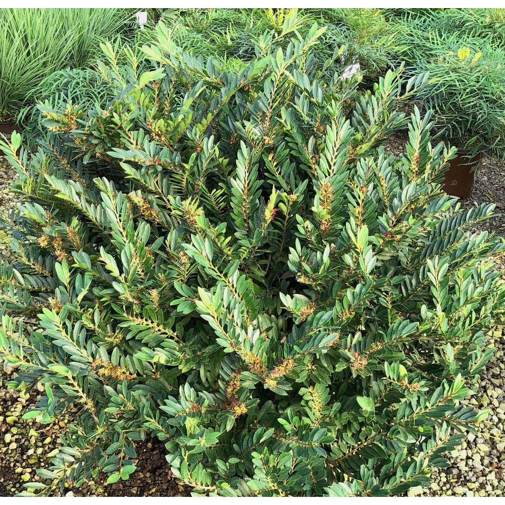 2 Gal. Bayou Bliss Distylium, Evergreen Shrub with Soft Blue-Green Foliage and a Rounded Habit - Hercitys