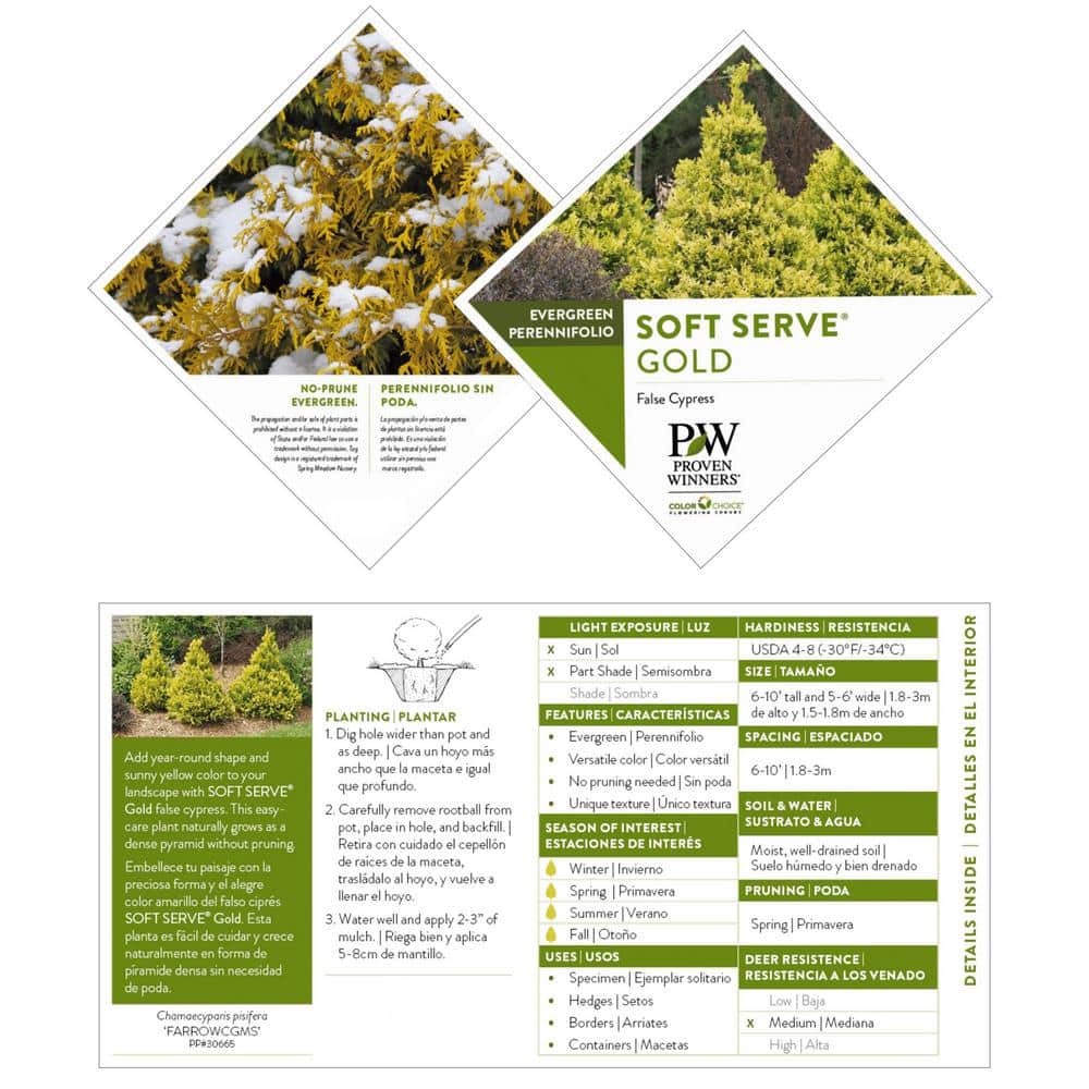 2 Gal. Soft Serve Gold False Cypress Shrub with Yellow-Gold Foliage - Hercitys