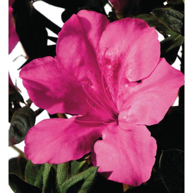 1 Gal. Autumn Sangria Shrub with Neon Pink Reblooming Flowers - Hercitys