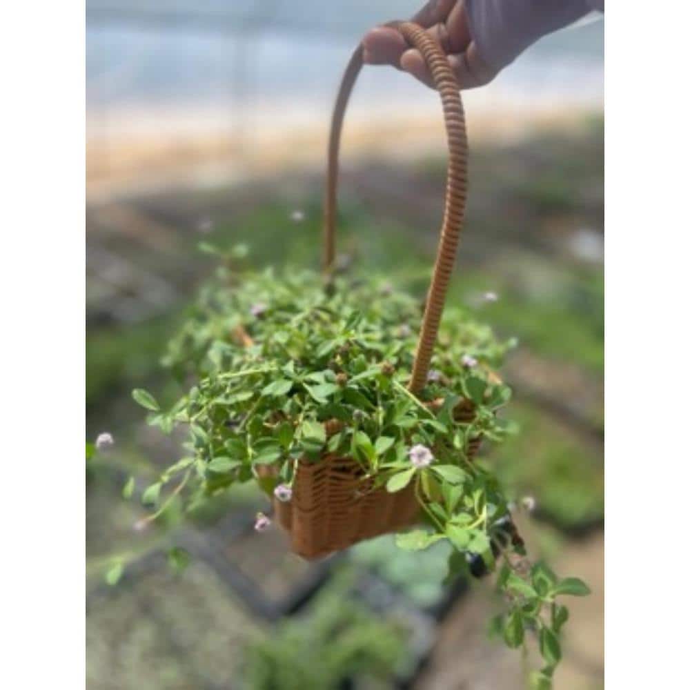 3-Piece Live Rooted Spreading Plant Phyla Nodiflora - Hercitys