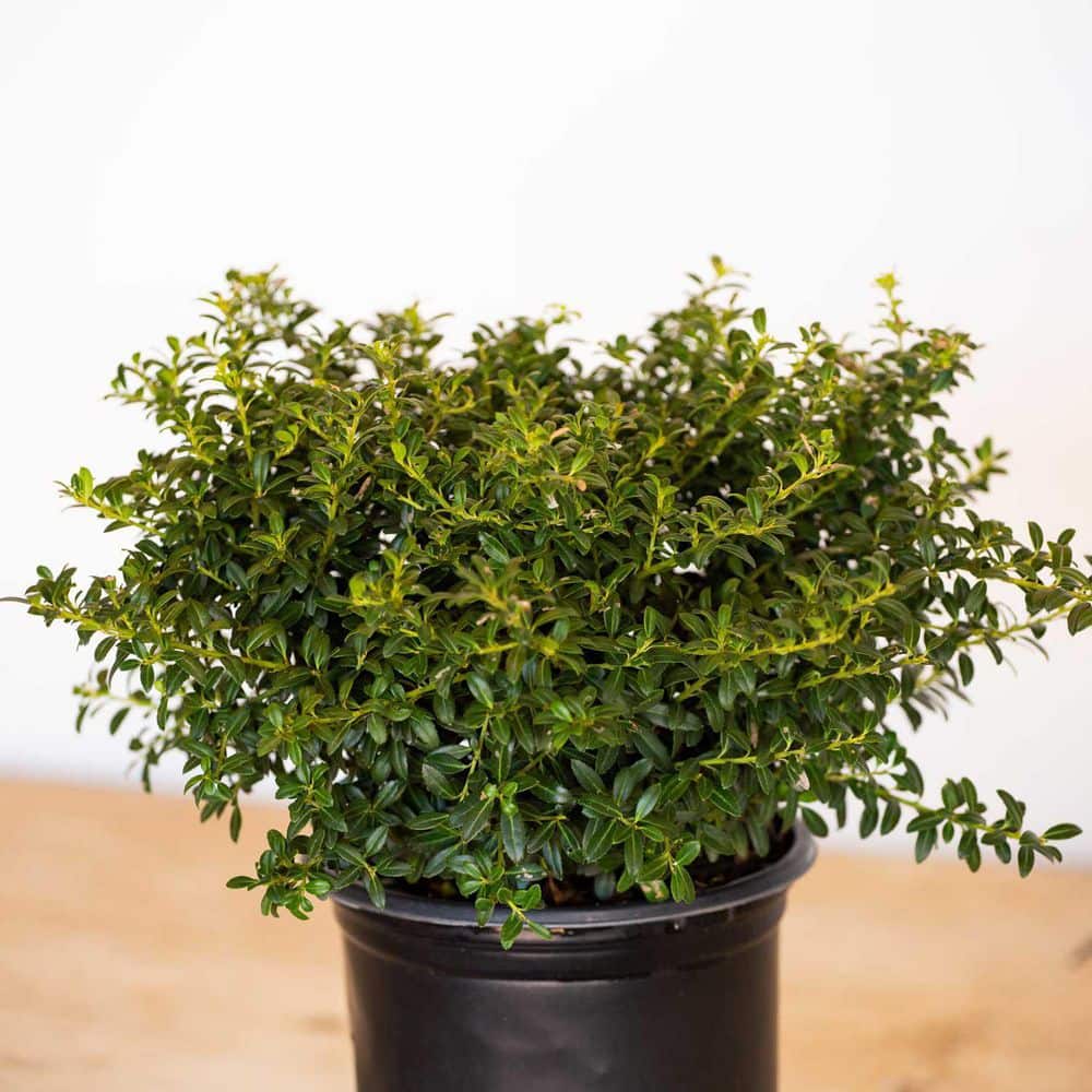 2.5 Gal – Soft Touch Holly(Ilex), Live Evergreen Shrub, Finely Textured Green Foliage - Hercitys