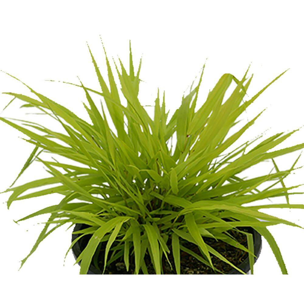 2.5 qt. Perennial Grass Hakonechloa m. Aureola - Hercitys