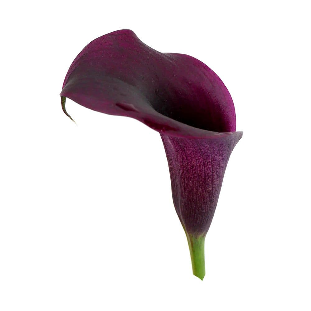 2.5 Qt. Perennial Calla Lily Black (2-Pack) - Hercitys