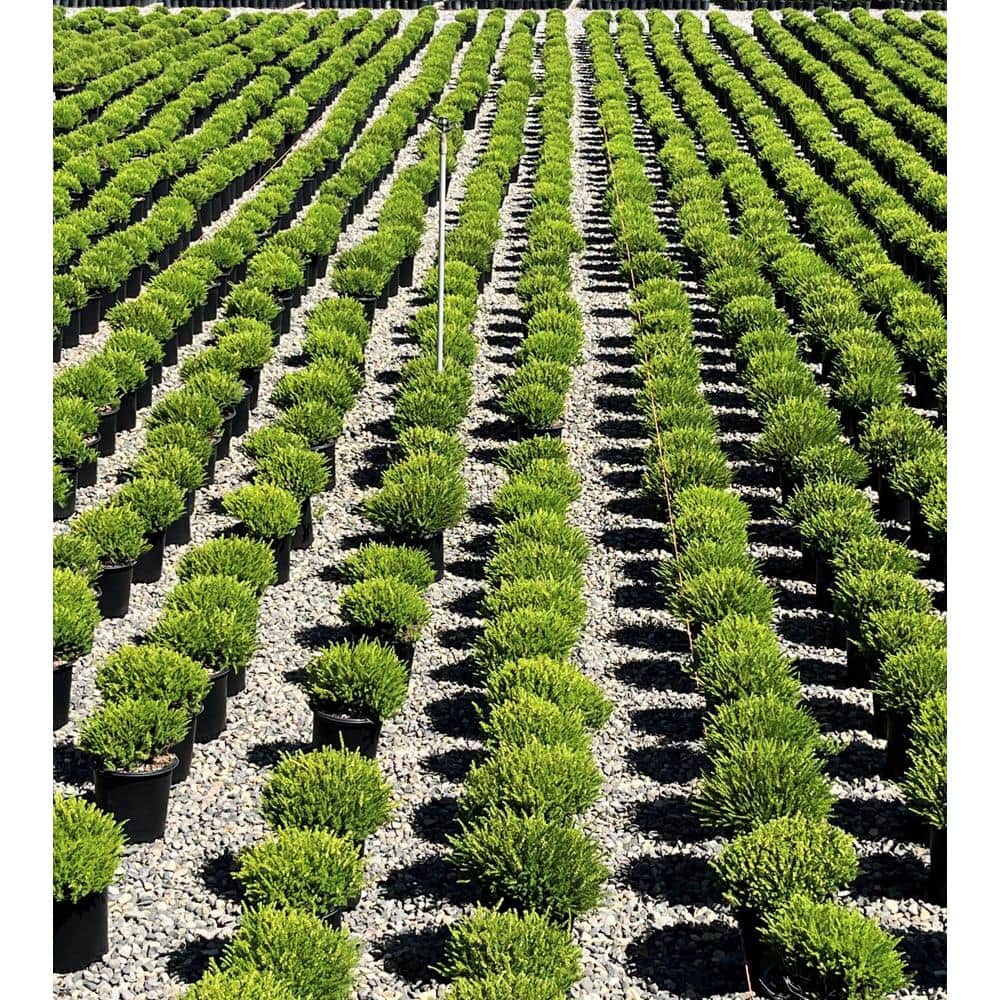 1.5 Gal. Mediterranean Pink Heather Live Shrub with Pink Flowers - Hercitys