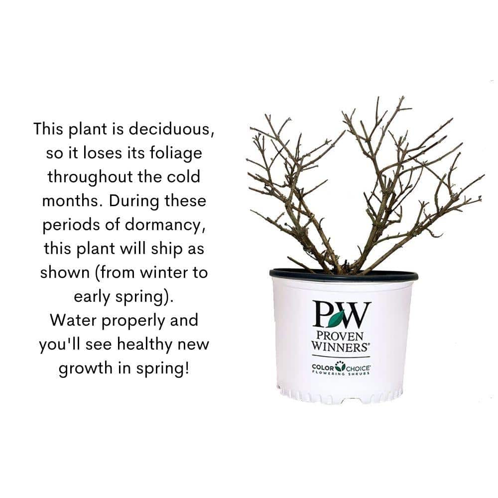 2 Gal. Sgt Pepper Dogwood Shrub - Hercitys