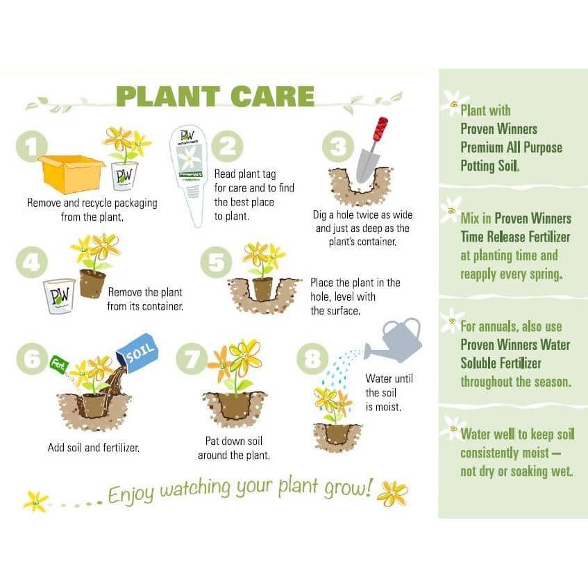 4.5 in. Qt. Sweet Summer Love (Clematis) Live Shrub, Red-Purple Flowers - Hercitys