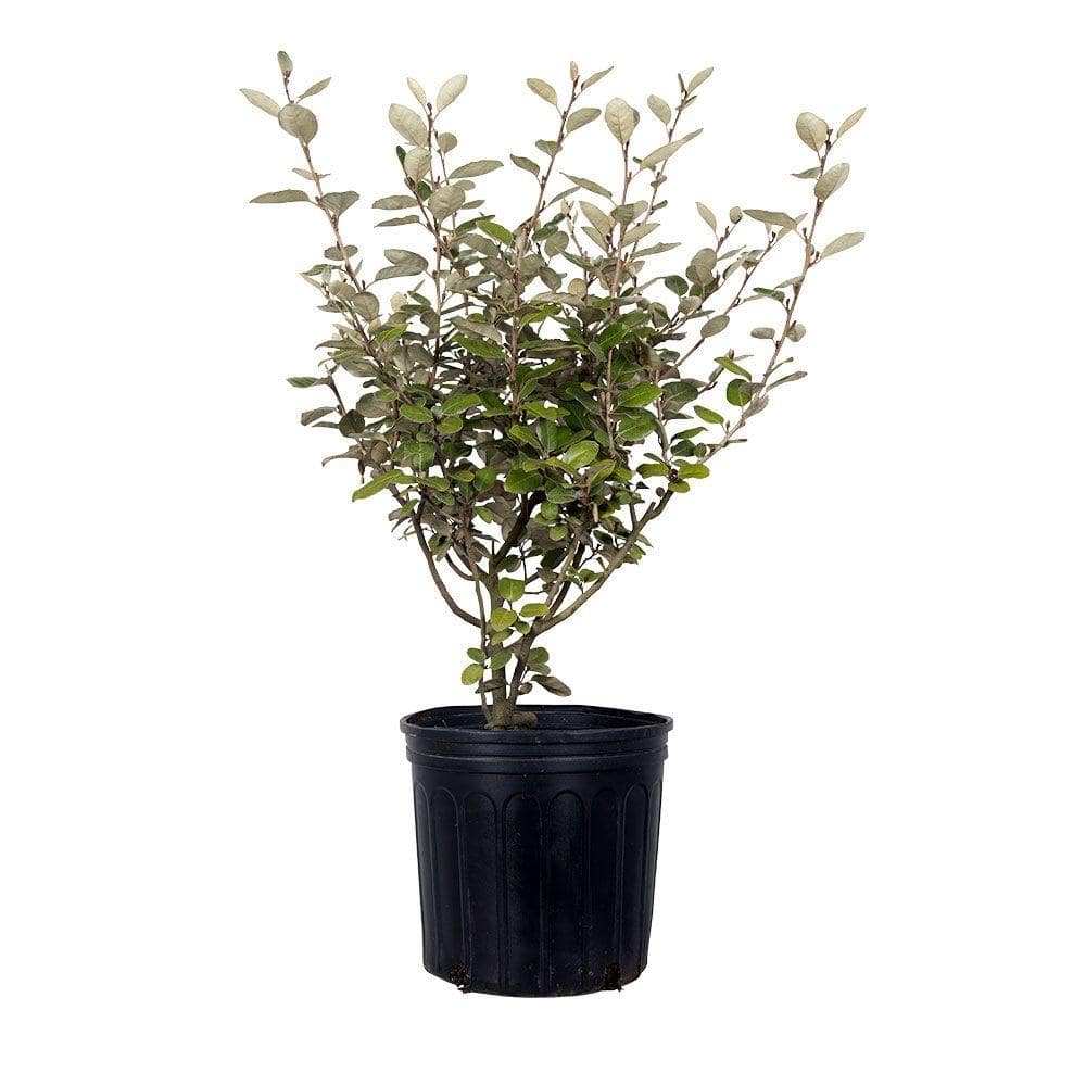 2.5 Gal – Elaeagnus x Ebbingei With Fragrant Discreet Blooms, Live Evergreen Shrub - Hercitys