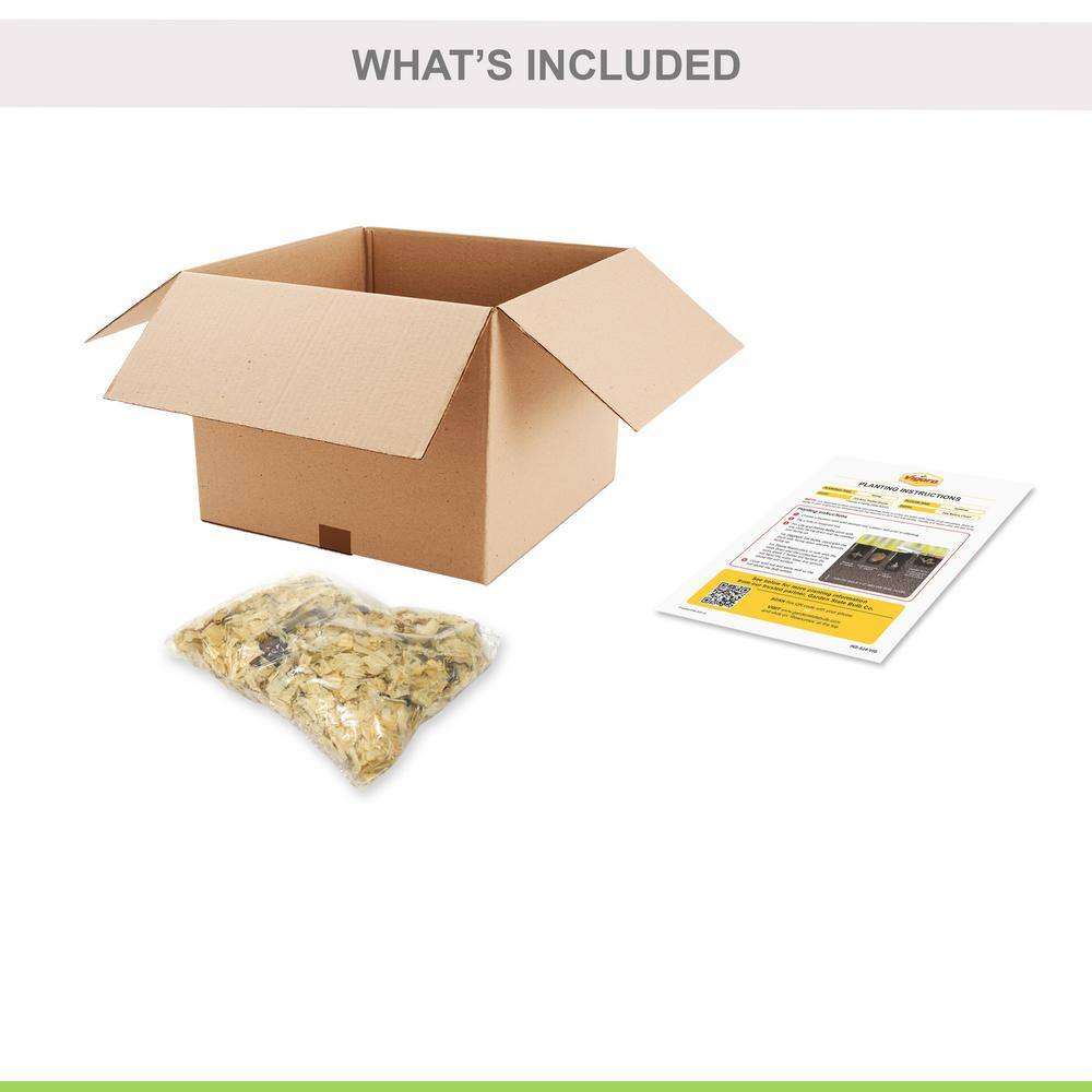 14/16cm, Double Elodie Asiatic Lily Flower Bulbs (Bag of 2) - Hercitys