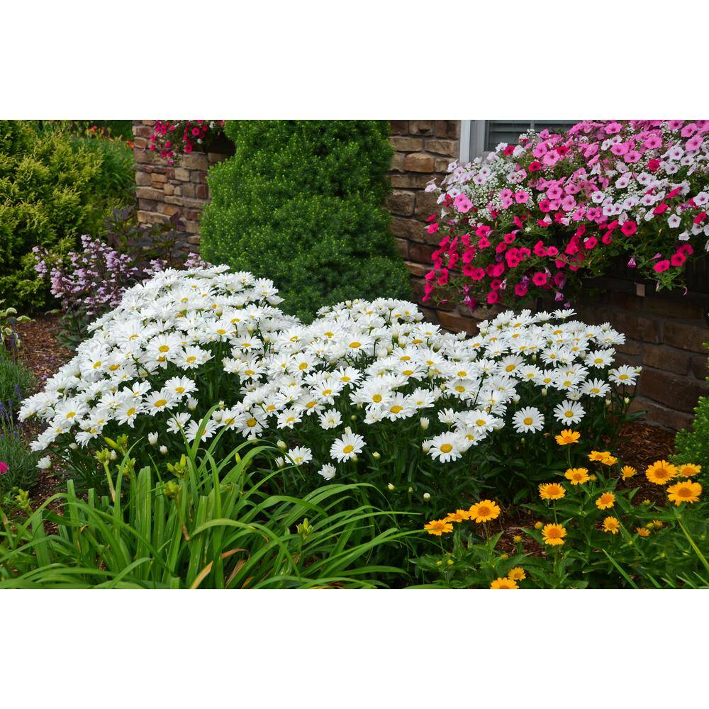 4.5 in. Qt. Amazing Daisies Daisy May Shasta Daisy (Leucanthemum) Live Plant, White Flowers - Hercitys