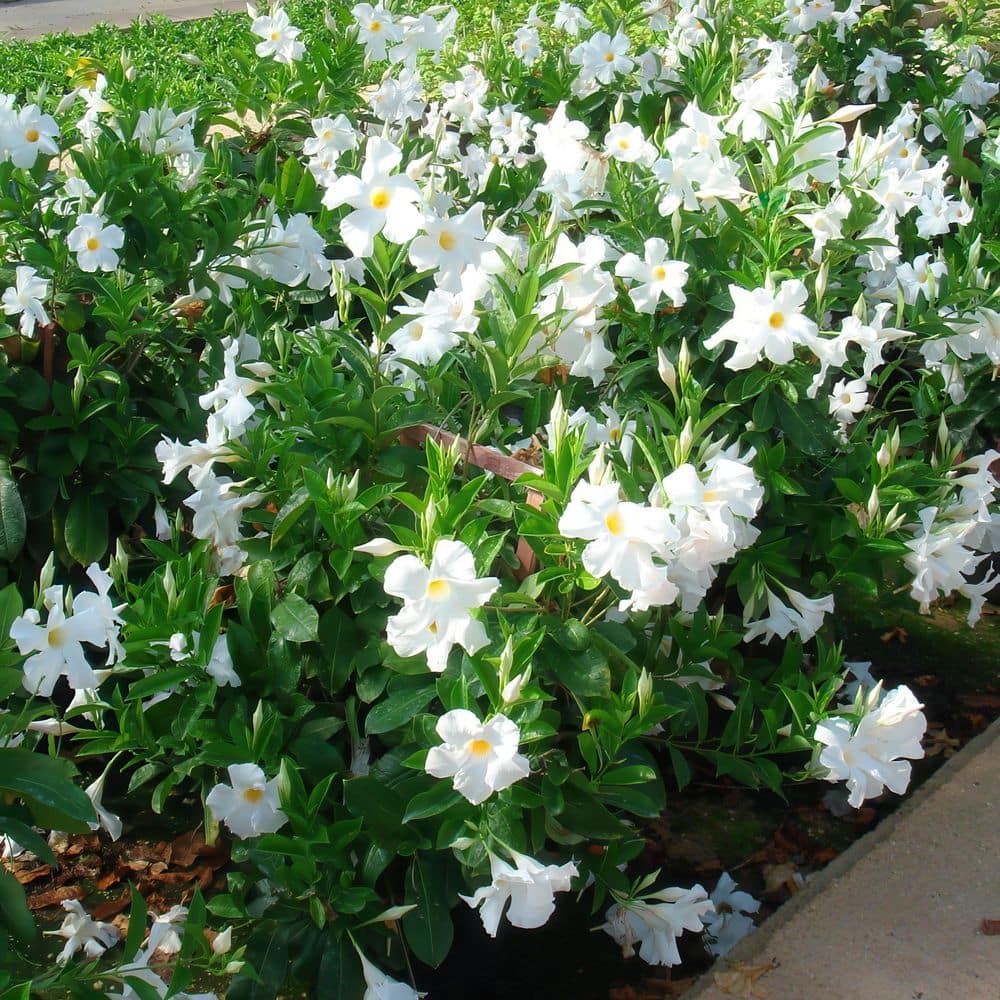 4 in. Mandevilla Plant with White Flowers (3-Pack) - Hercitys