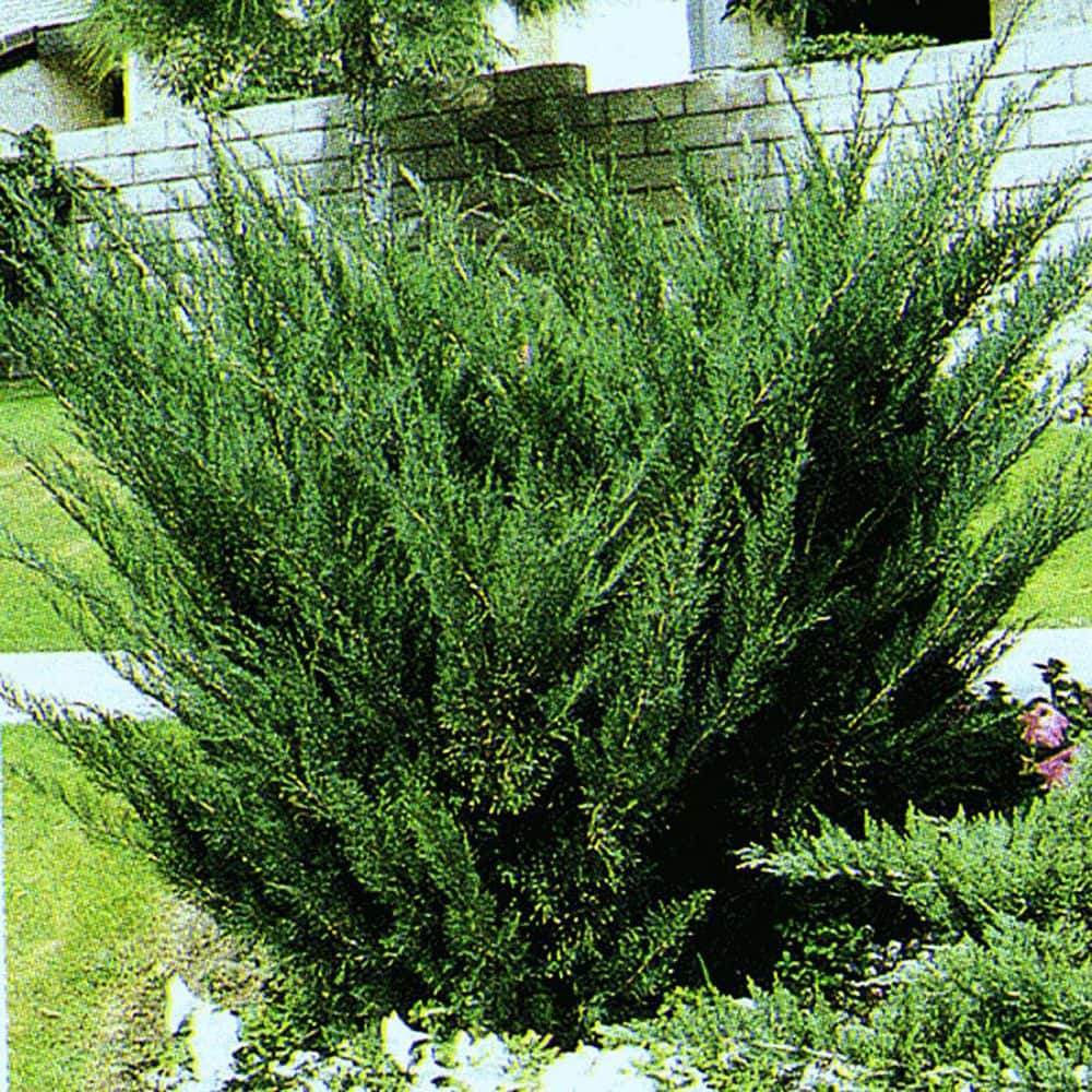 2.5 Qt. Sea Green Juniper Live Shrub with Bright Green Foliage - Hercitys