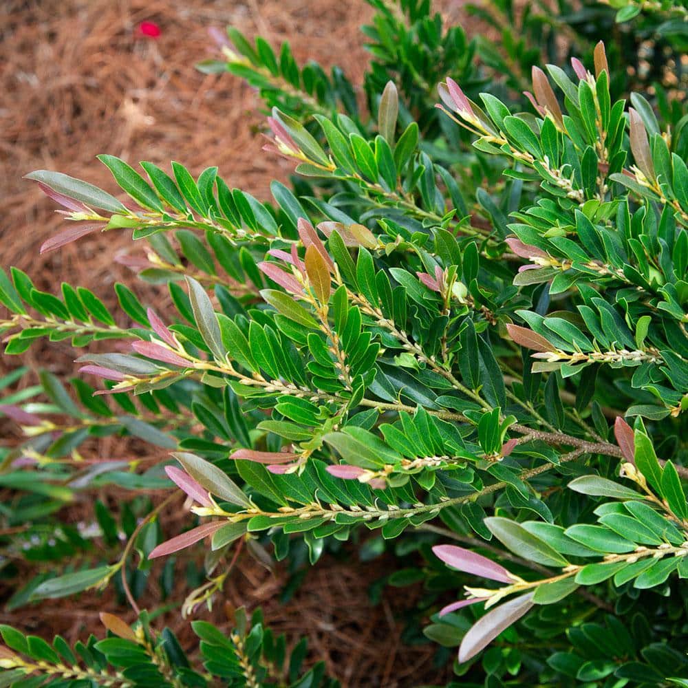 2 Gal. Cast in Bronze Distylium, Evergreen Shrub with Fast Growing Upright Habit - Hercitys