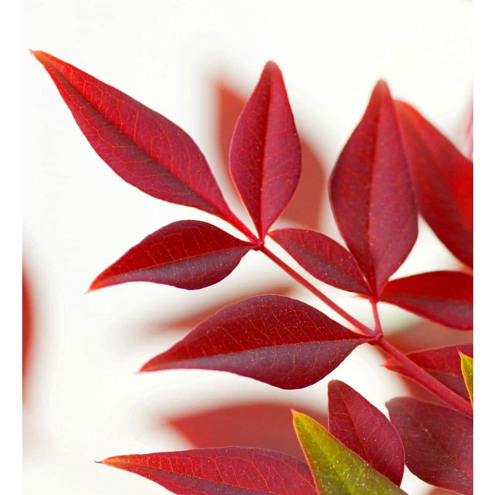 2.5 Qt. Flirt Nandina, Live Evergreen Groundcover Shrub, Deep Red New Foliage - Hercitys