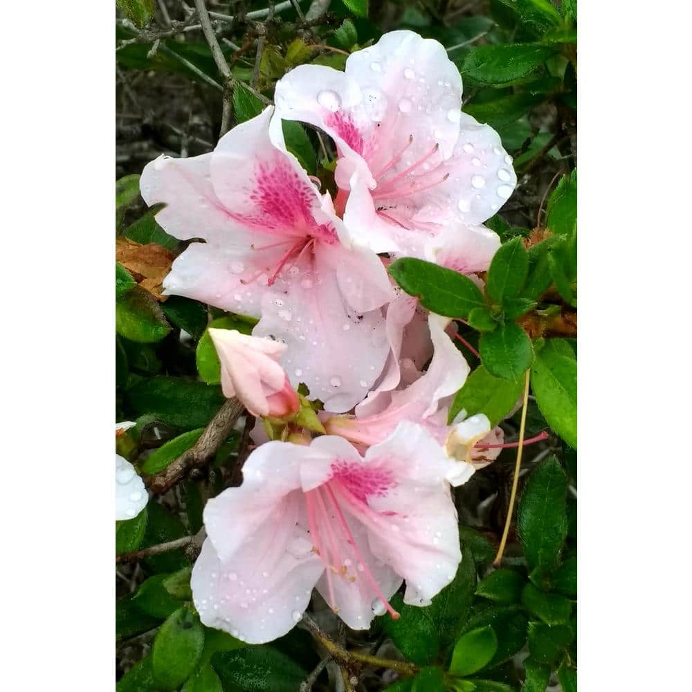 3 Gal. Encore Autumn Chiffon Azalea Shrub with Bi-Color Pink Reblooming Flowers - Hercitys
