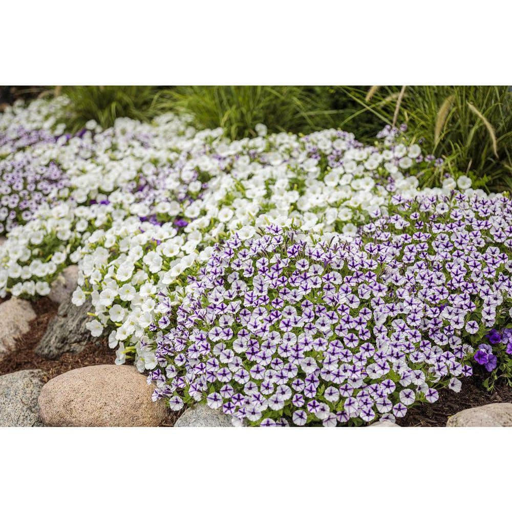 4.25 in. Eco+Grande Supertunia Mini Vista Violet Star (Petunia) Live Plant, Purple and White Striped Flowers (4-Pack) - Hercitys