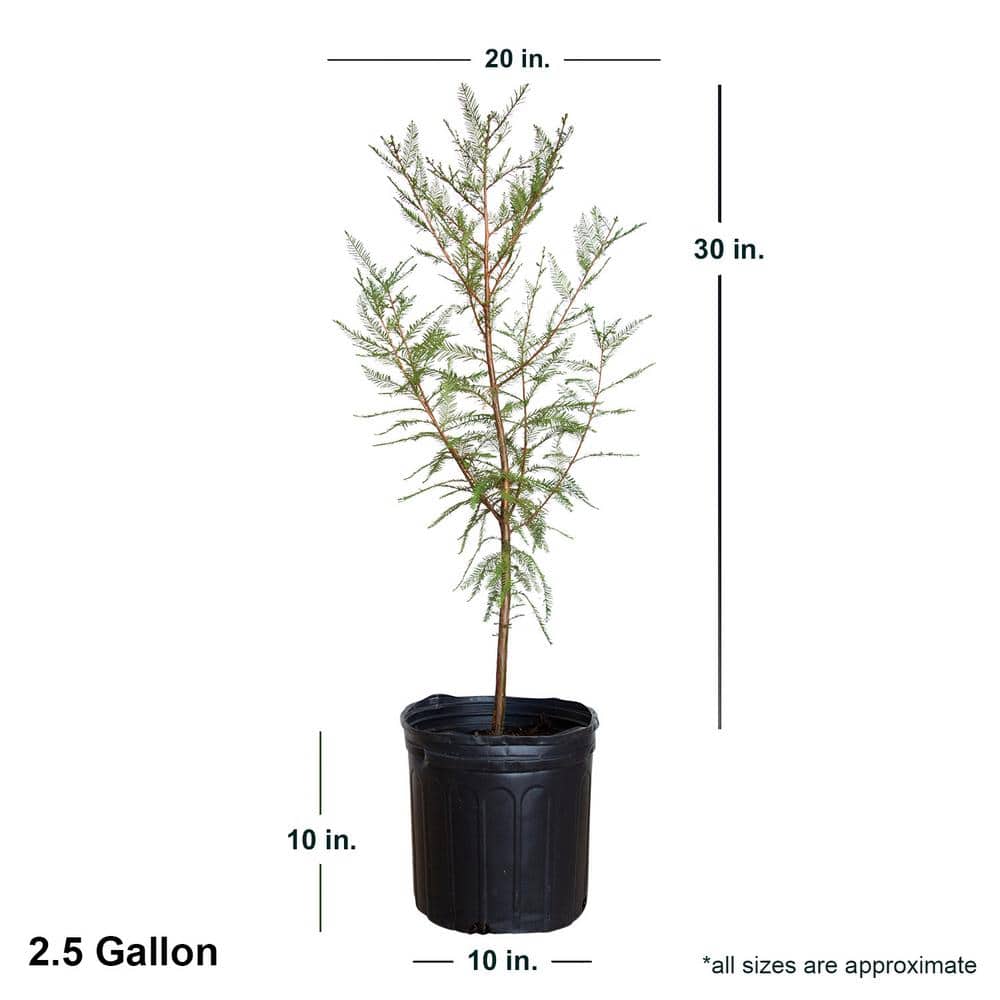 2.5 Gal. Bald Cypress Deciduous Tree - Hercitys