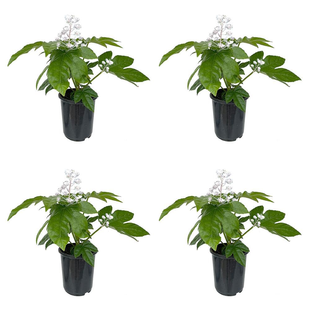 2.5 qt. Fatsia japonica Perennial Plant with White Flowers-4 Pack - Hercitys