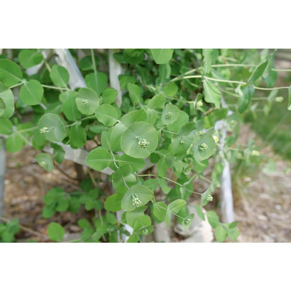 4.5 in. Quartz Kintzley’s Ghost Honeysuckle (Lonicera Reticulata) Live Flowering Shrub with Yellow and White Flowers - Hercitys