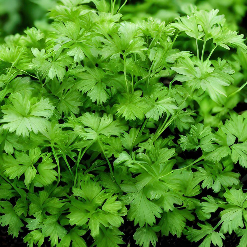 3.3 in. Cilantro Culinary Kitchen Herb Seed Grow Kit - Hercitys