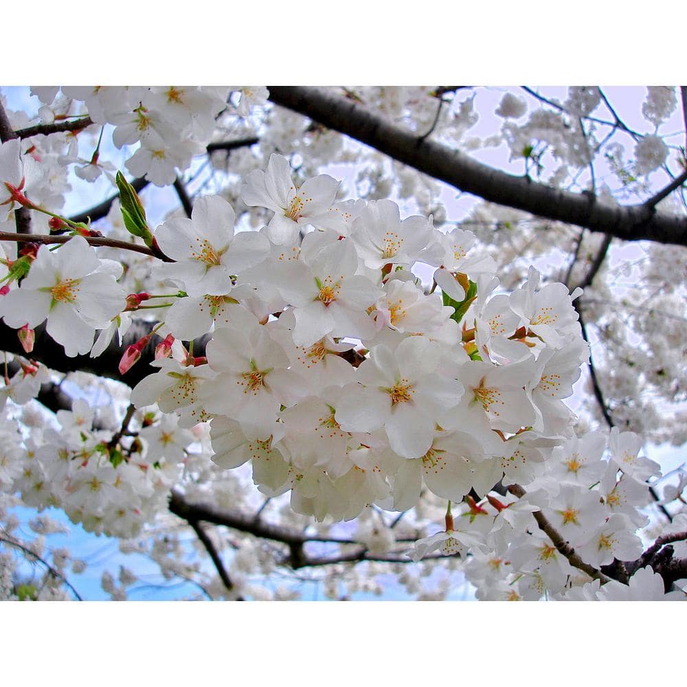 3 ft. Yoshino Cherry Blossom Tree with Fragrant White Almond Scented Flowers - Hercitys