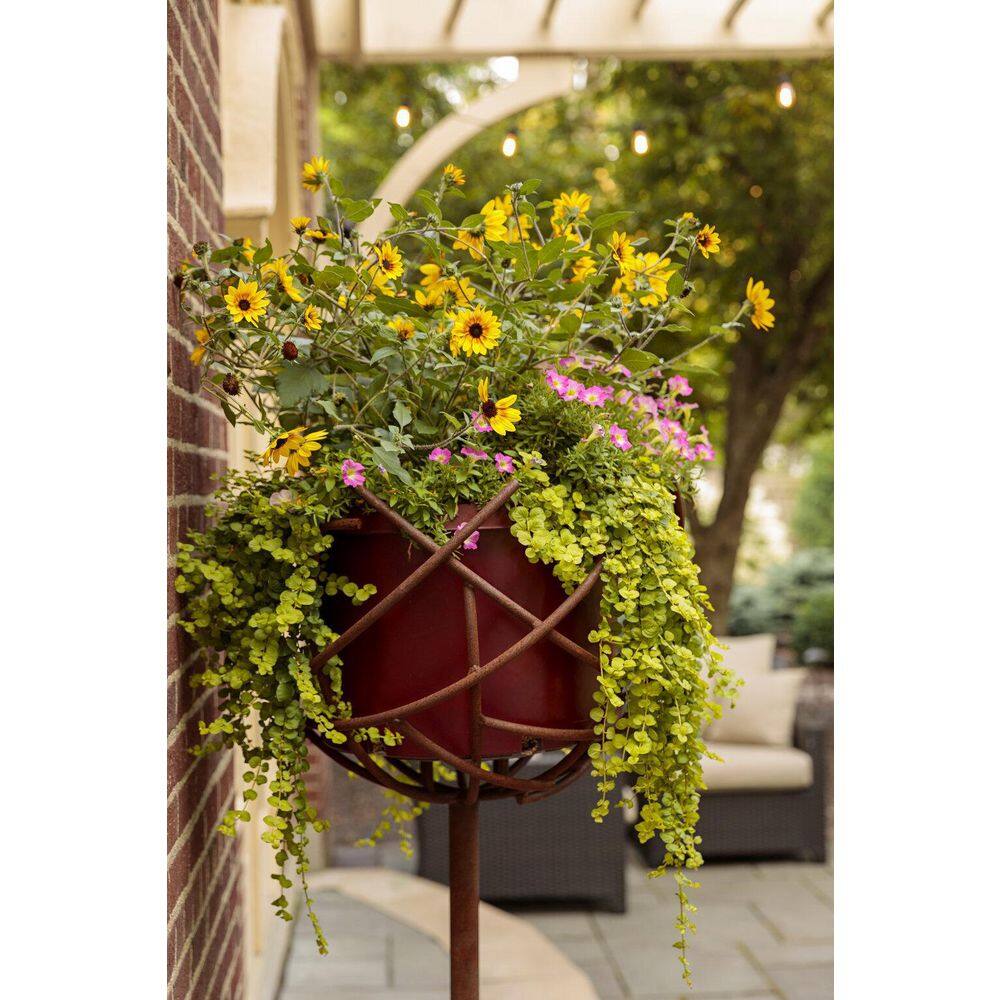 4.25 in. Eco+Grande Suncredible Saturn Sunflower (Helianthus) Live Plant, Yellow Flowers (4-Pack) - Hercitys