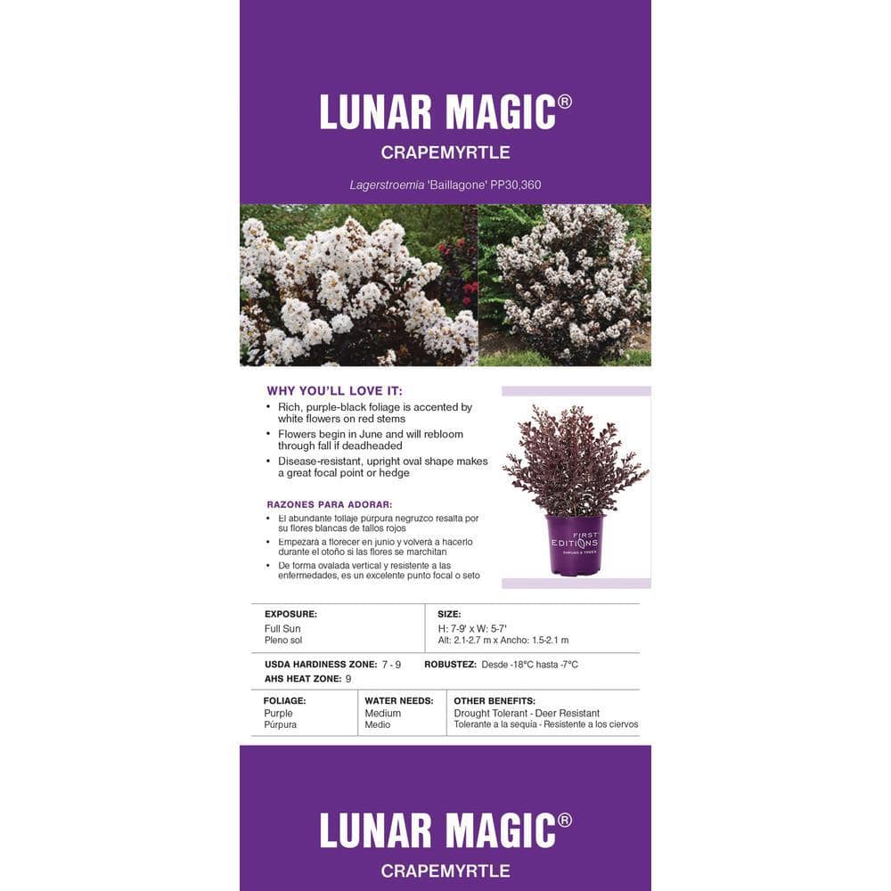 2 Gal. Lunar Magic Crape Myrtle Flowering Shrub with Dark Leaves and White Flowers - Hercitys