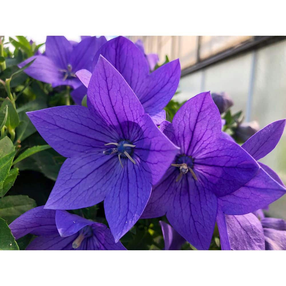 2 Qt. Platycodon Twinkle Blue Perennial Plant (3-Pack) - Hercitys