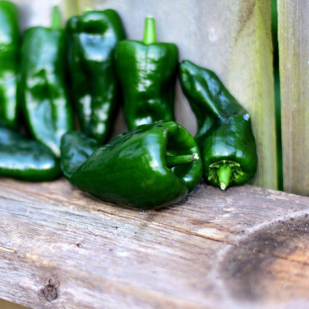 2.5 in. Chile Pepper Poblano Plant 3-Piece - Hercitys